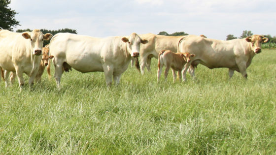 vaches et veaux dans les champs
